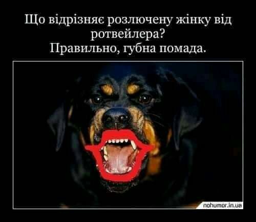 Що відрізняе розлючену жінку від ротвейлера Правильно губна помада