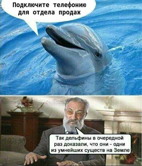 Подключите телефонию для отдела продаж В Так дельфины в очередном раз доказал что они одни и умиейших существ на Земле