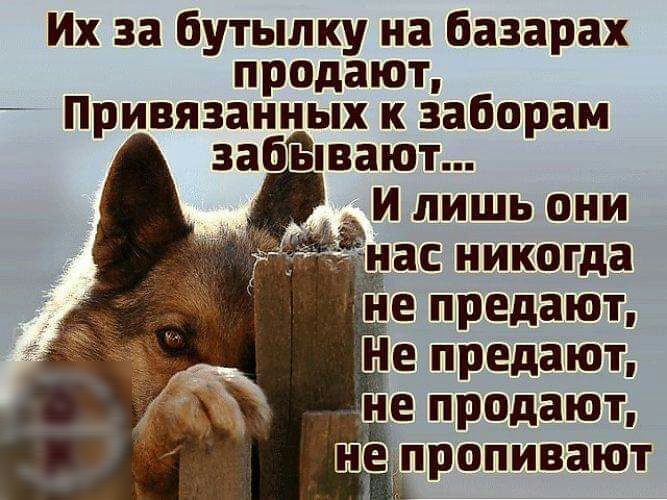 Их за бутылку на базарах продают Привязанных к заборам забывают И лишь они ас никогда е предают Не предают _не продают и пропивают