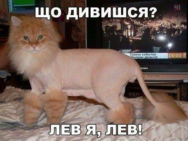 дивишс
