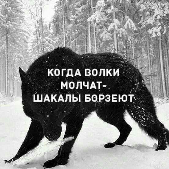 когдА волки молчп шАкАлы вчрзвюі