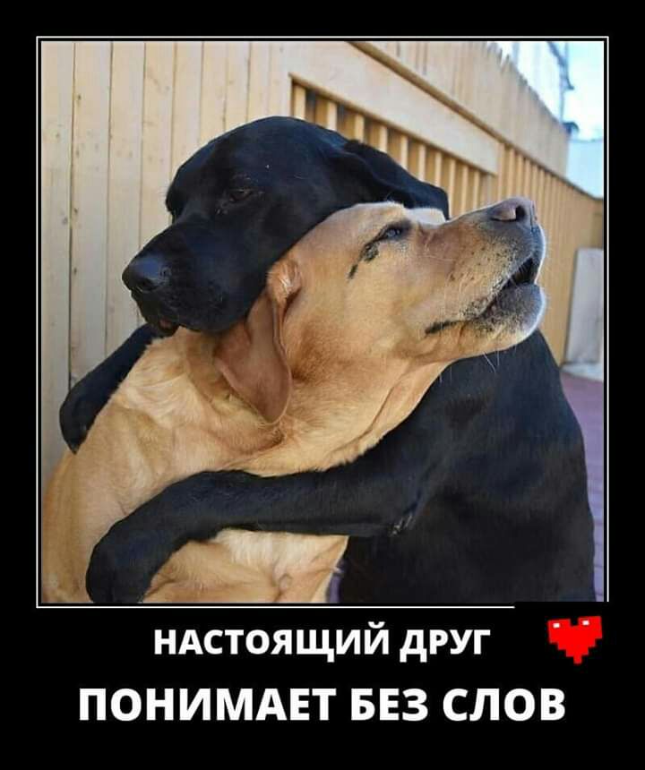 ндстоящий друг ПОНИМАЕТ БЕЗ СЛОВ