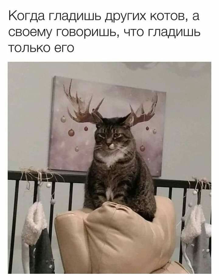 Когда гладишь других котов а своему говоришь что гладишь только его