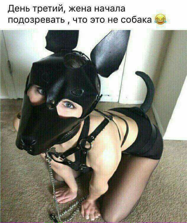 День третий жена начала подозревать что это не собака