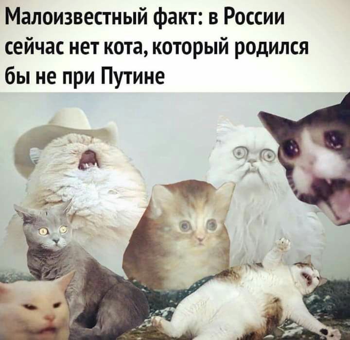 Малоизвестный факт в России сейчас нет кота который родился бы не при Путине _ 6 7 х 1 к ___ _ 11 3