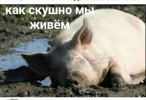 _ какскушно живё