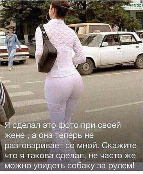 мной Скажите что я такова сделал не часто же можно увидеть собаку за рулем