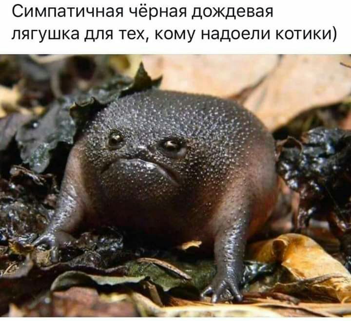 Симпатичная чёрная дождевая лягушка для тех кому надоели котики