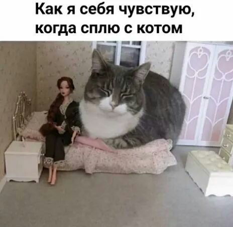 Как я себя чувствую когда сплю с котом