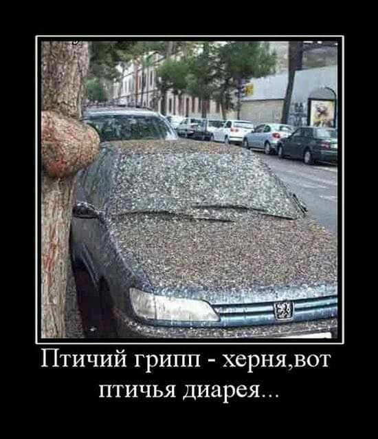 Птичий грипп хернявот птичья диарея