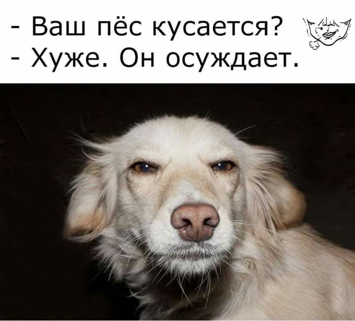 Ваш пёс кусается Хуже Он осуждает