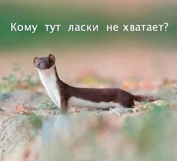 Кому тут ласки не хватает