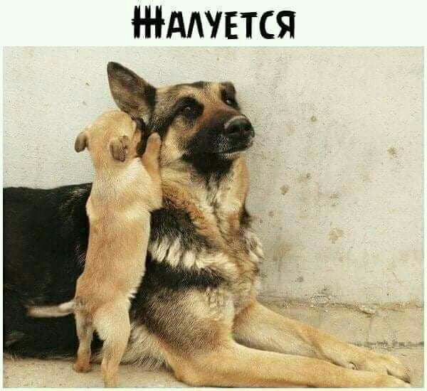 ААУЕТСЯ