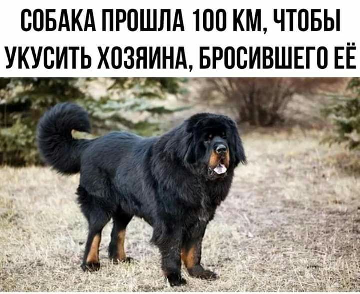 СОБАКА ПРОШЛА 100 КМ ЧТОБЫ УКУБИТЬ ХОЗЯИНА __БРПБИВШЕГО ЕЁ