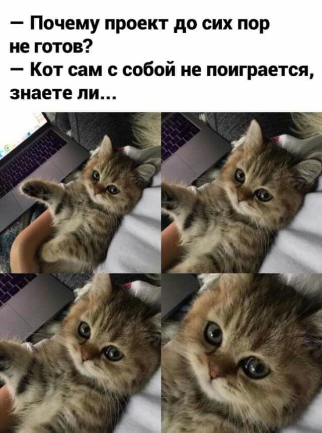 Почему проект до сих пор не готов Кот сам с собой не поиграется ЗНЗЕТЕ ПИ