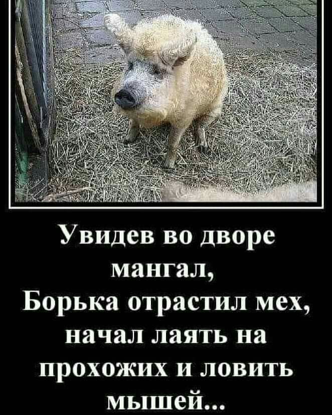 Увидев во дворе мангал Борька отрастил мех начал лаять на прохожих и ловить мышей