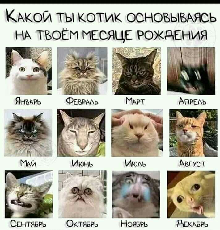 КАКОЙ ты котик основыхыхясь НА твоём иссяцъ рождения г Август ЁЦЁ СЕНТЯБРЬ Октяврь НОЯБРЬ днкмзръ
