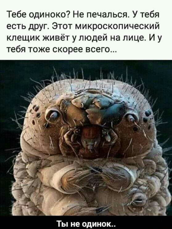 Тебе одиноко Не печалься У тебя есть друг Этот микроскопический клещик живёт у людей на лице И у тебя тоже скорее всего Ты не одинок