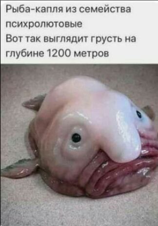 Рыбакапля из семейства психропютовые Вот так выглядит грусть на глубине 1200 метров