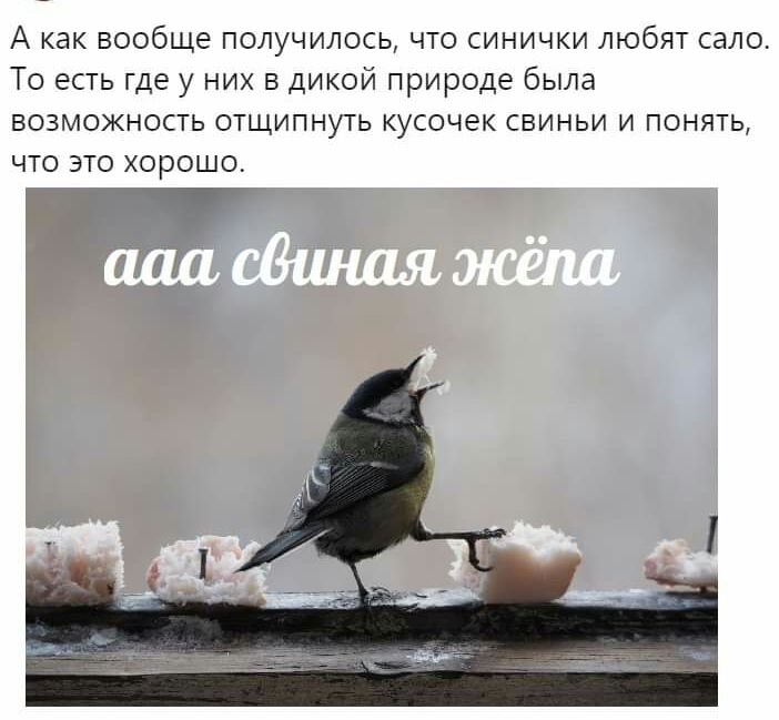 А как вообще получилось что синички любят сало То есть где у них в дикой природе была ВОЗМОЖНОСТЬ ОТЩИПНУТЬ кусочек СВИНЬИ И ПОНЯТЬ ЧТО ЭТО ХОРОШО