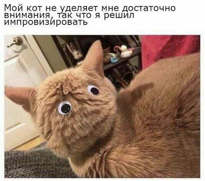 Мой кот нетуделяет мне достаточно внимания кчтоя решил а импровизировать