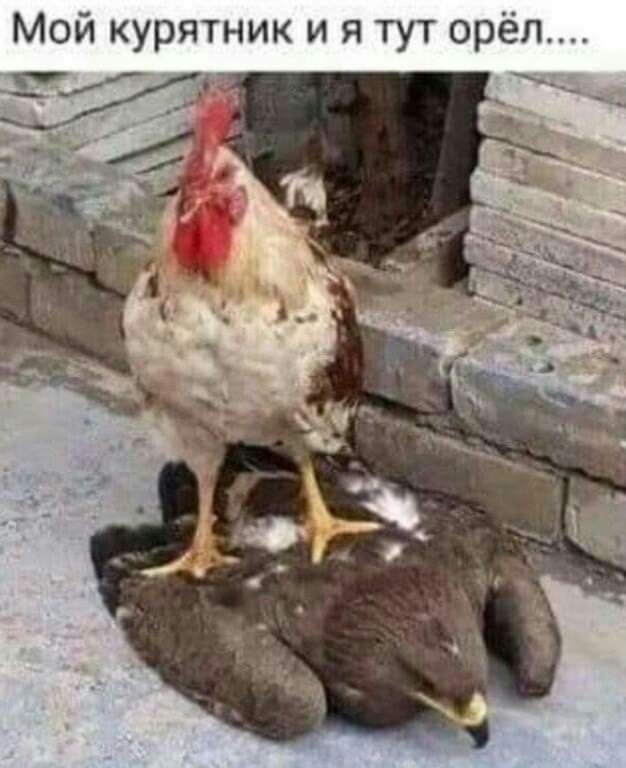 Мой курятник и я тут орёл