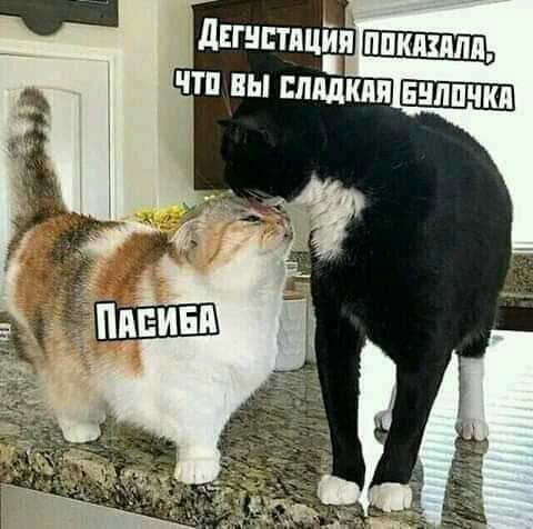 дпнптлциппп