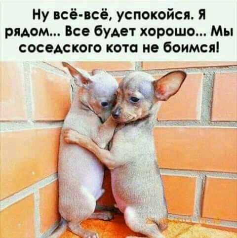 Ну всёвсё успокойся я рядом Все будет хорошо Мы соседского кото не боимся