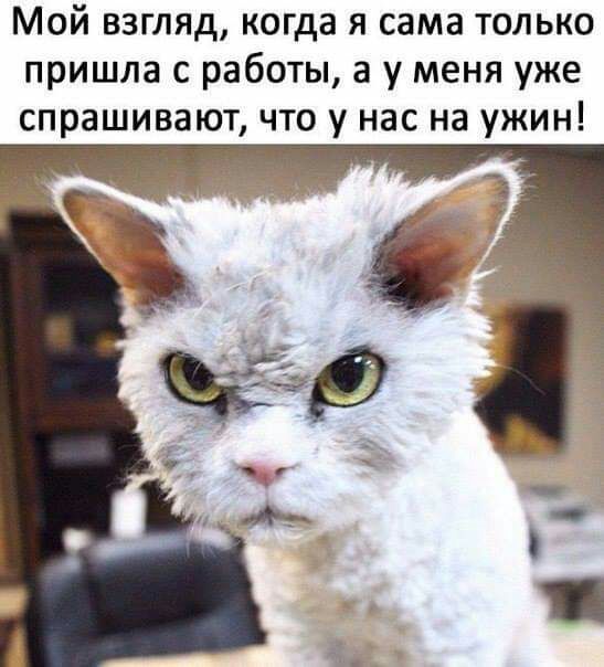 Мой взгляд когда я сама только пришла с работы а у меня уже спрашивают что у нас на ужин