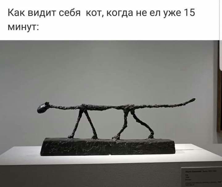 Как видит себя кот когда не ел уже 15 минут