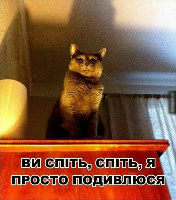 ВШ ШПЩ Ш подивлюея