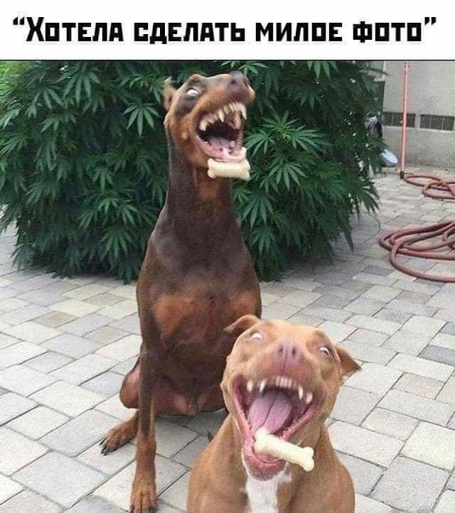 Хптвпд дЕлдть милш шптп