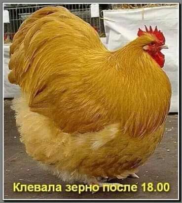 _ КЬевапаЁерноЁгбёпё 1800
