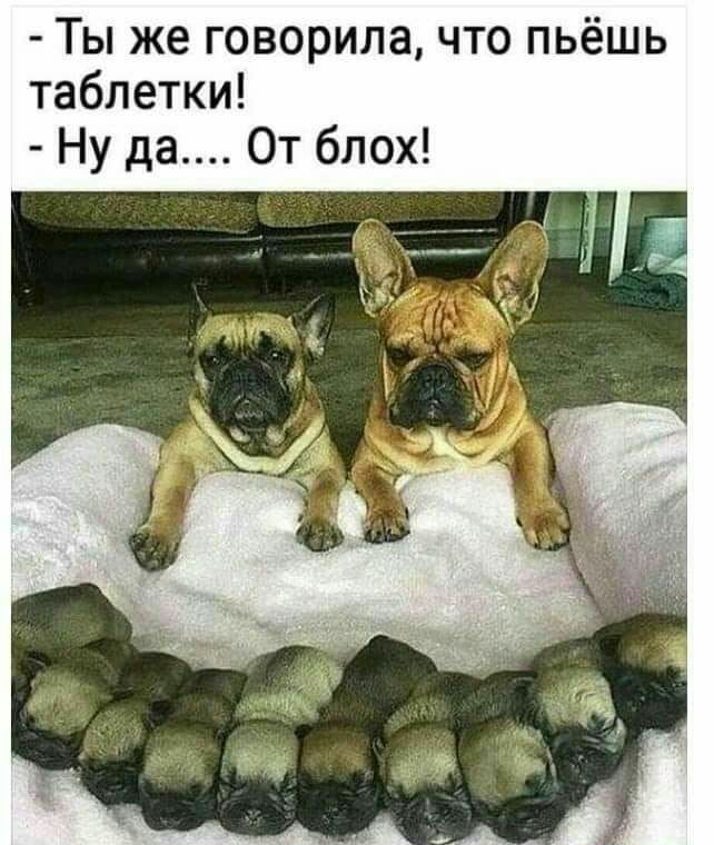 Ты же говорила что пьёшь таблетки Ну да От блох