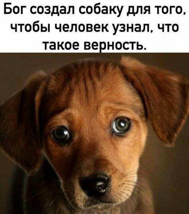 Бог создал собаку для того чтобы человек узнал что такое ве ность