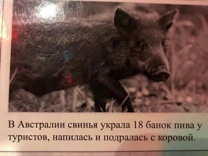 В Австралии свинья украла 18 банок пива у туристов напилась и по алась с коровой