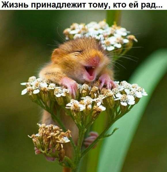 Жизнь принадлежит тому кто ей рад