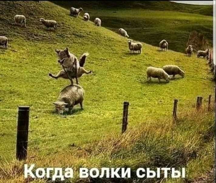 _ волки сыхыіі