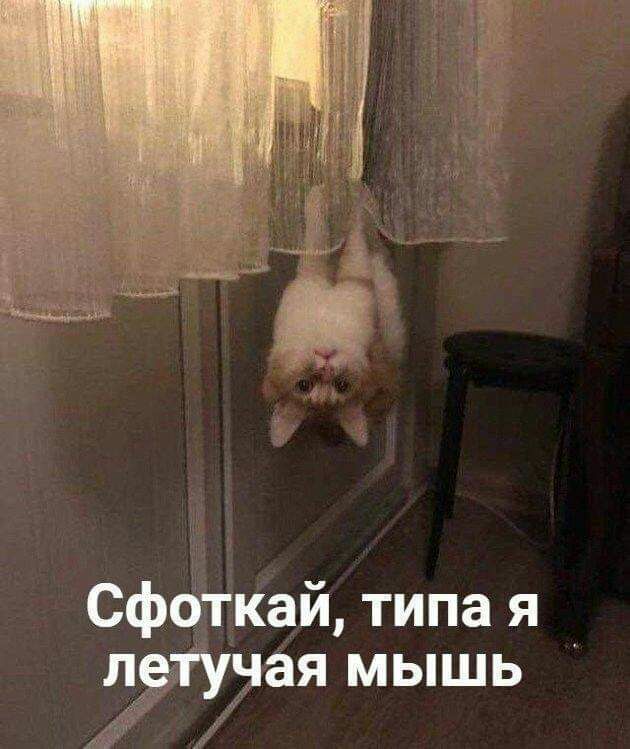 _ Сфадкаи типа я ушла мышь