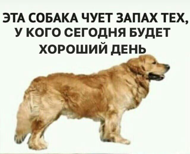 ЭТА СОБАКА ЧУЕТ ЗАПАХ ТЕХ У КОГО СЕГОДНЯ БУДЕТ хороший дЕнВ _