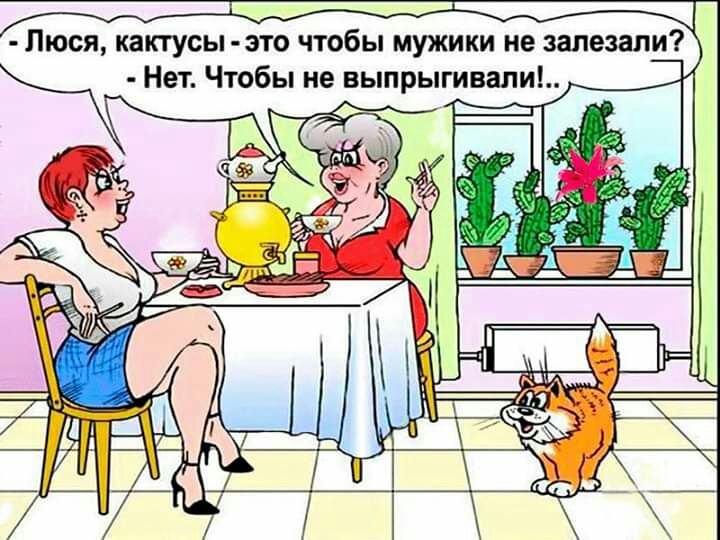 Люся кактусы это чтобы мужики не залезапи Нет Чтобы не выпрыгивали