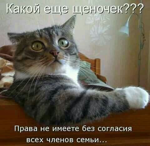 Права не имеете без согласия ВСЕХ ЧЛЕНОВ СЕМЬИ