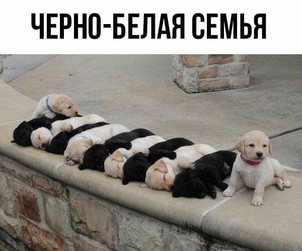ЧЕРНО БЕЛАЯ СЕМЬЯ 1 в 3