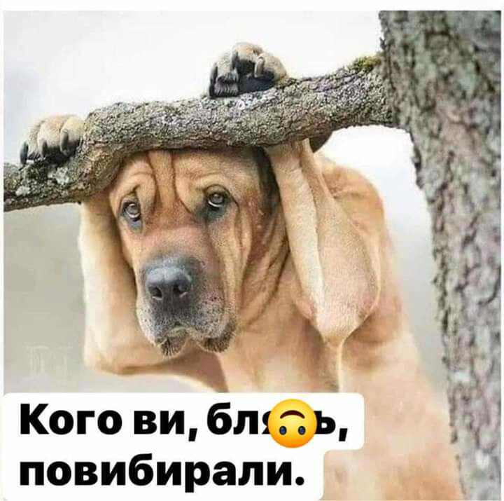 Кого ви бт ь повибирали