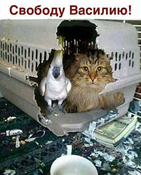 Свэбоду Василию
