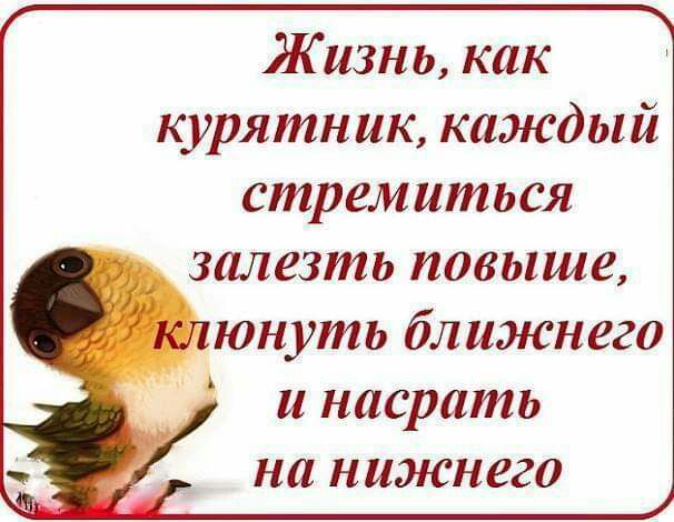 Жизнь как курятник каждый стремиться залезть повыше т юнуть ближнего и насрать на нижнего