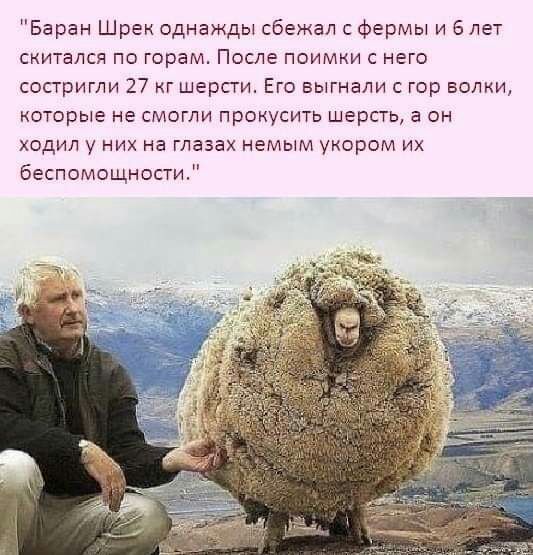 Баран Шрек однажды сбежал с фермы и 6 лет скитался по горам После поимки с него состригли 27 г шерпи Его выгнали с гор волки которые не смогли прокусить шерсть а он ходил у них на глазах немым укором их беспомощности