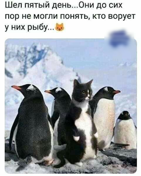 Шел пятый деньОни до сих пор не могли понять кто ворует у них рыбу