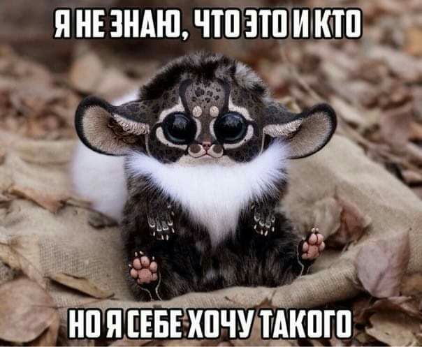 янпндшлтдзттпимт