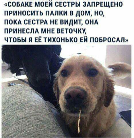 СОБАКЕ МОЕЙ СЕСТРЫ ЗАПРЕЩЕНО ПРИНОСИТЬ ПАЛКИ В дОМ НО ПОКА СЕВТРА НЕ ВИДИТ ОНА ПРИНЕСЛА МНЕ ВЕТОЧКУ ЧТОБЫ Я ЕЁ ТИХОНЬКО ЕЙ ПОБРОСАЛ